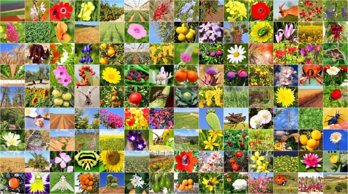 Scatter plot visualization showing how the BioCLIP 2 biology foundation model arranges Darwin's finches by beak size, demonstrating its ability to infer traits.